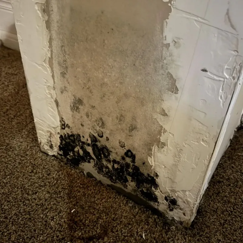 Professional Mold Removal in Sweet Springs, MO